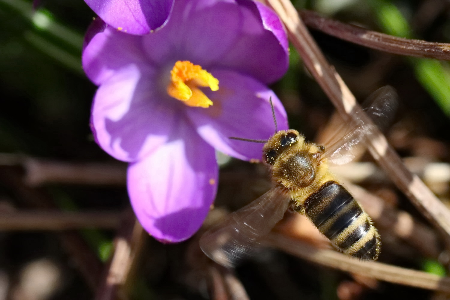 Biene im Flug