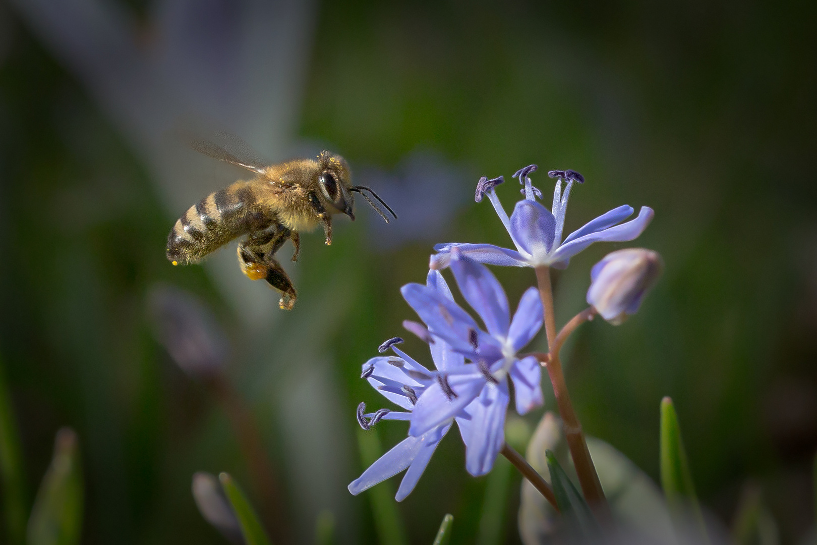 Biene im Flug