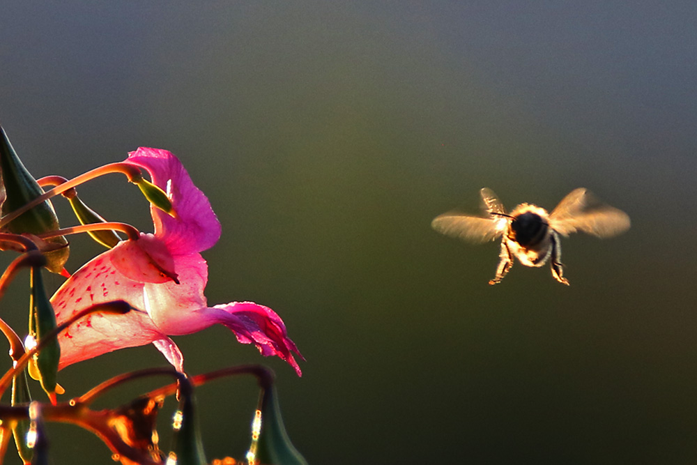 Biene im Flug mit Gegenlicht