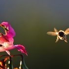 Biene im Flug mit Gegenlicht