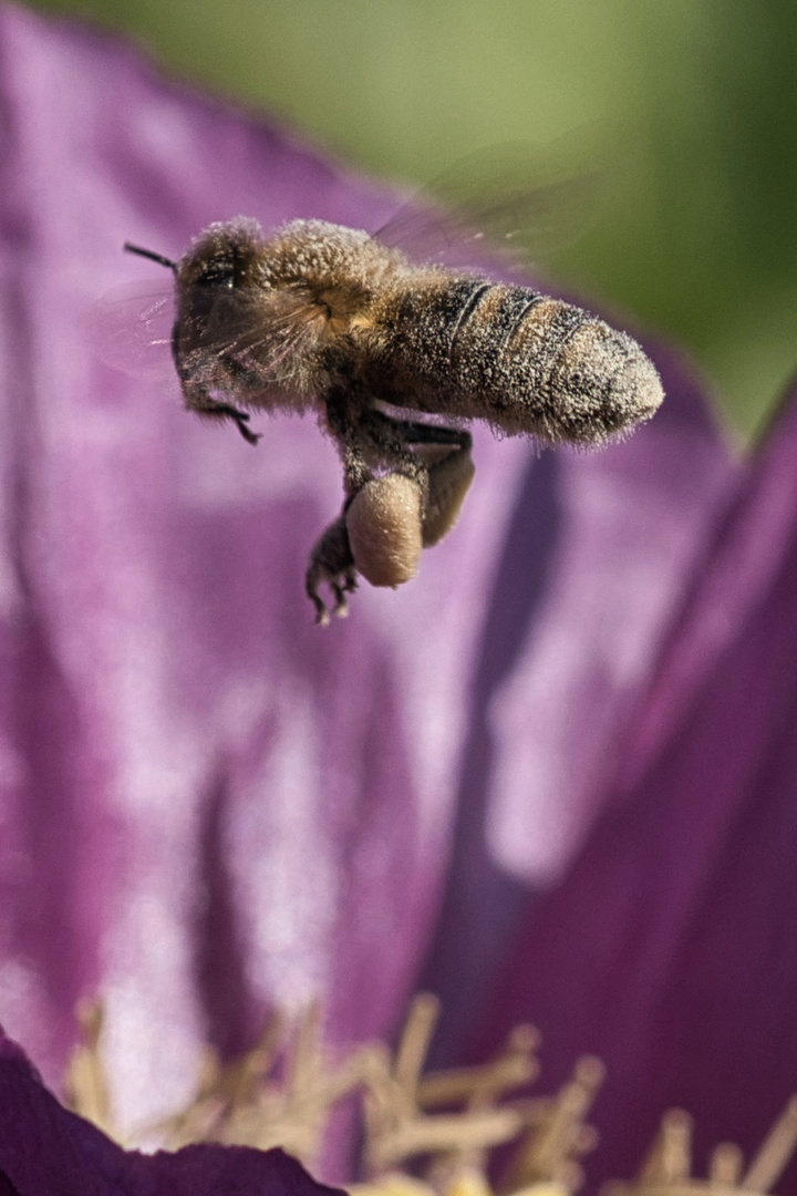 Biene im Flug mit vollen Taschen