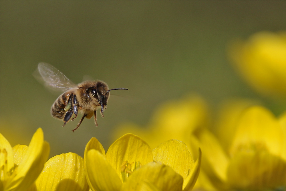 Biene im Flug über den Winterlingen