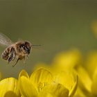 Biene im Flug über den Winterlingen
