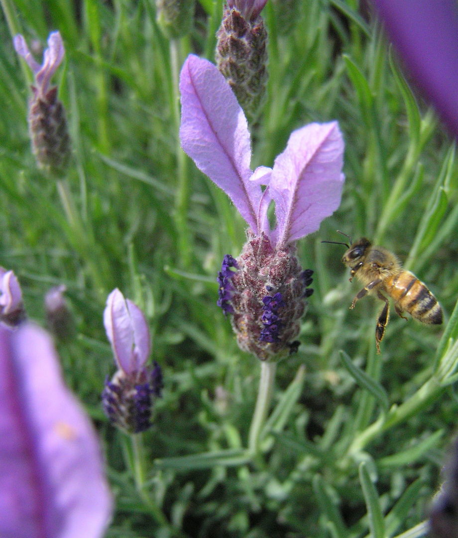 Biene im Flug zum Fruehstueck