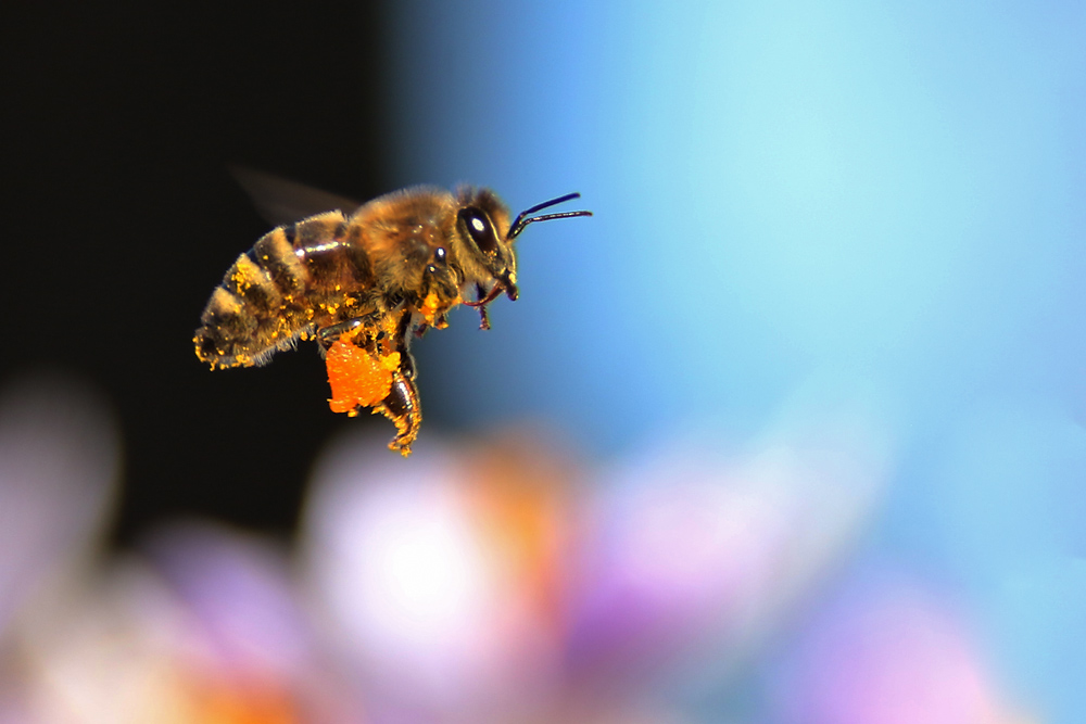 Biene im Flugmodus