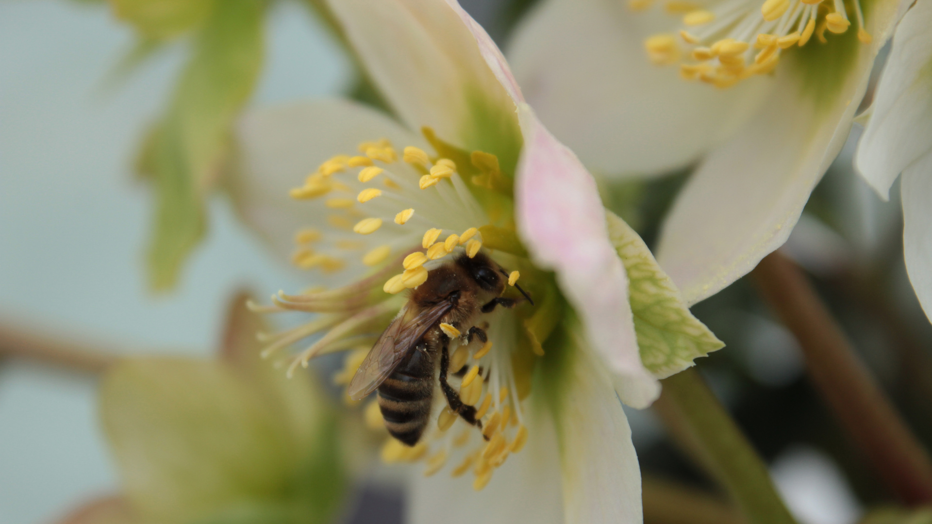 Biene im Frühjahr