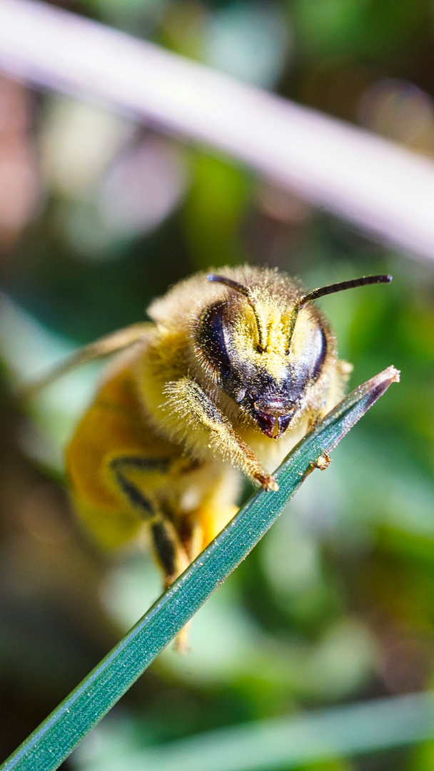 Biene im Frühling