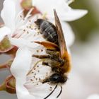 Biene im Frühling