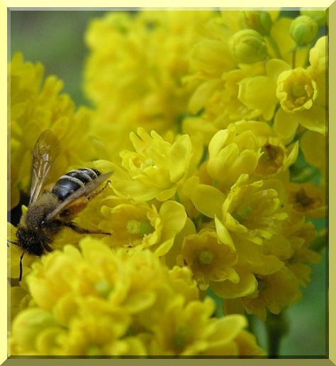 Biene im Frühling