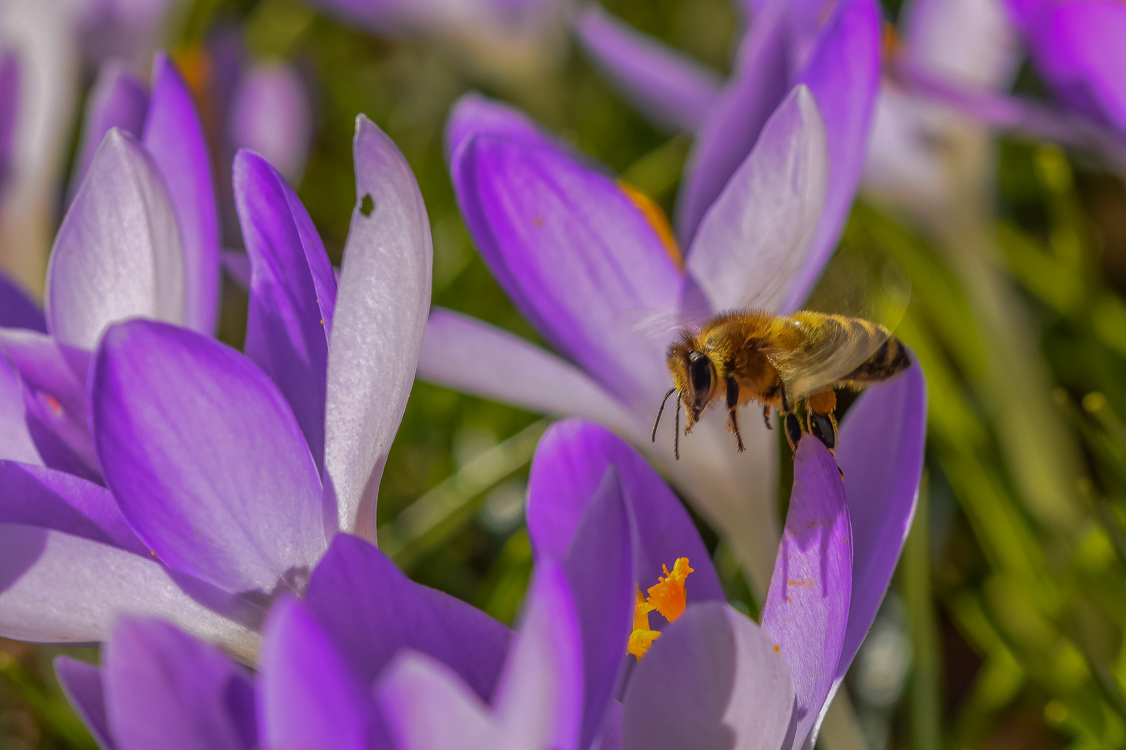 Biene im Frühling