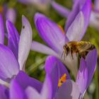 Biene im Frühling