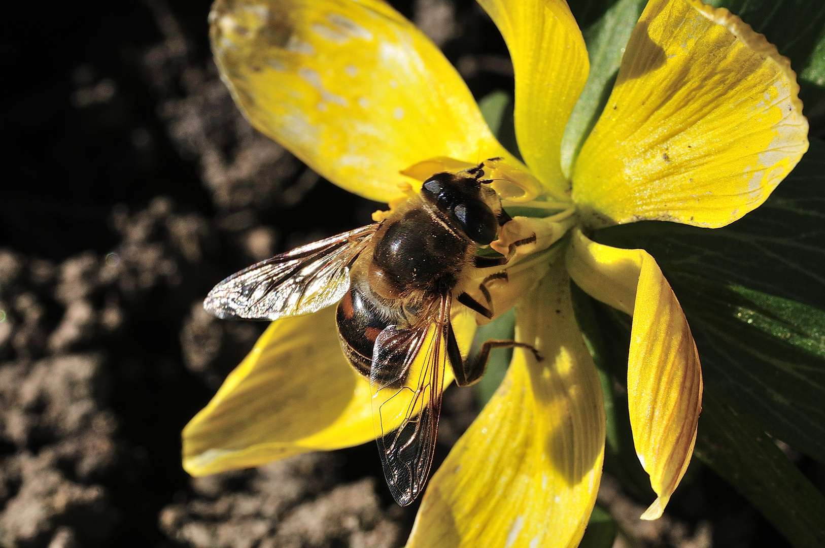 Biene im Frühling_1