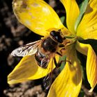 Biene im Frühling_1