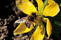 Biene im Frühling_1