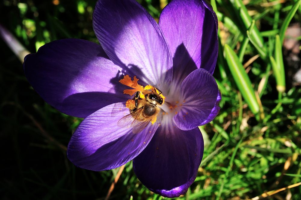Biene im Frühling_2