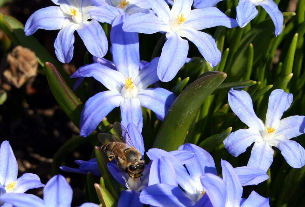 ...Biene im Frühling...auf Sternhyazinthen