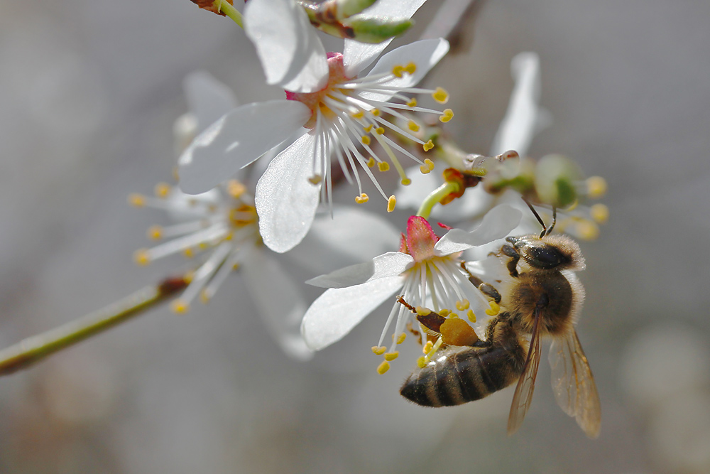 Biene im Frühlingsmodus