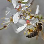 Biene im Frühlingsmodus