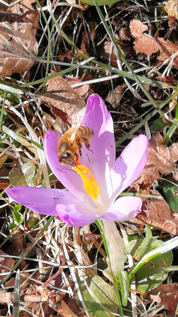 Biene im Frühlingsrausch