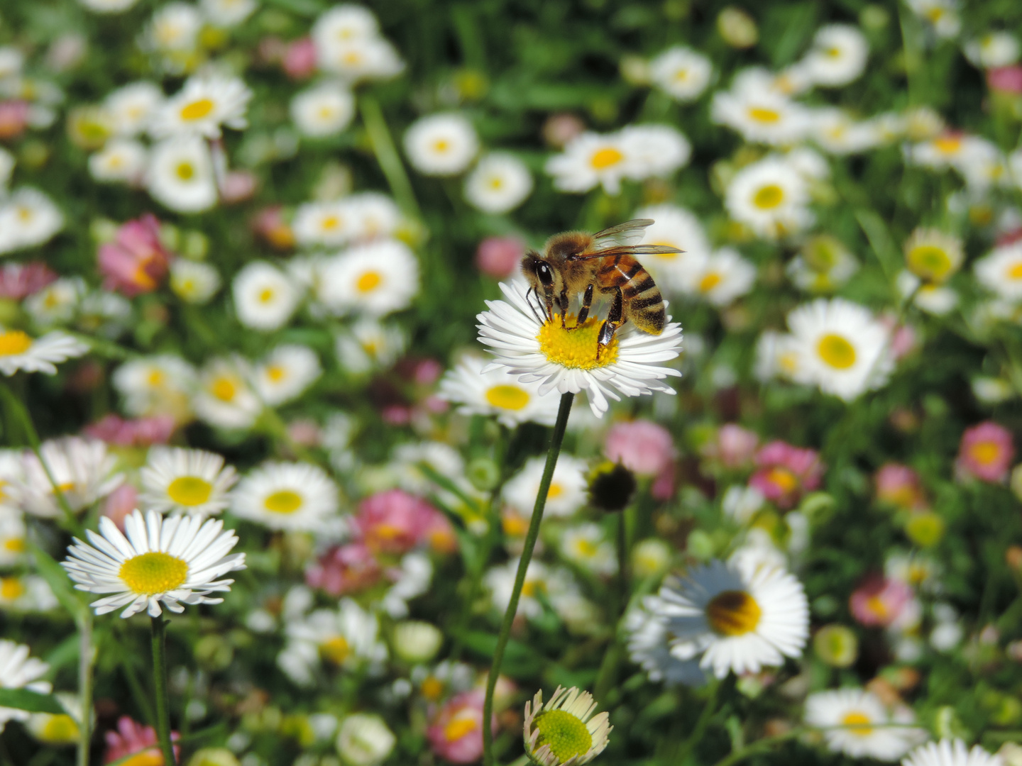 Biene im Gänseblumenmeer