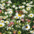 Biene im Gänseblumenmeer