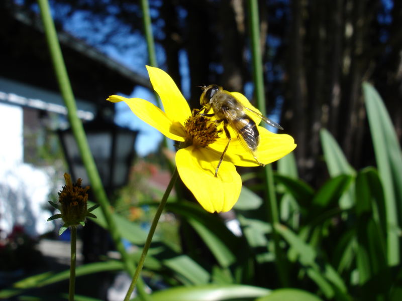 Biene im Garten