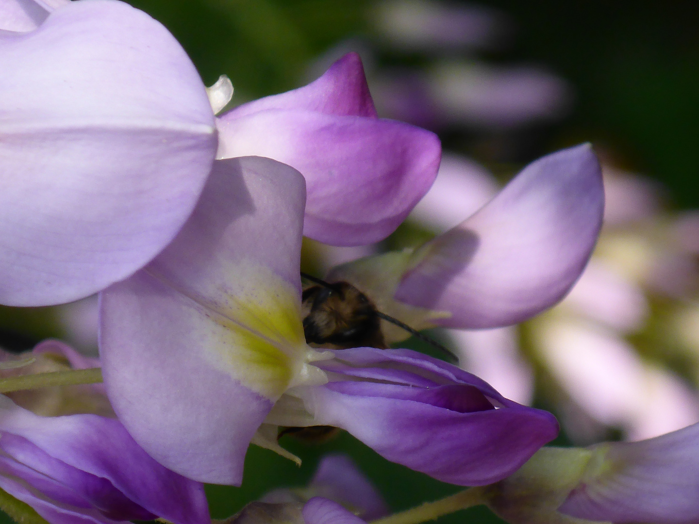 Biene im Garten