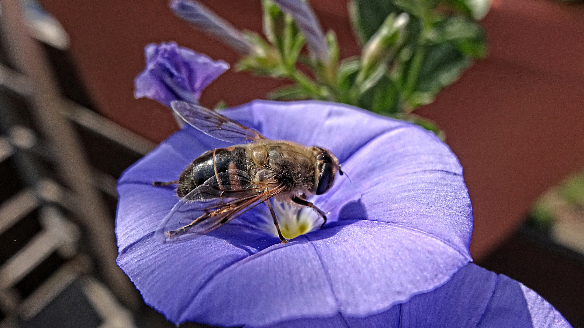 biene im garten