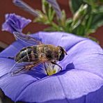 biene im garten