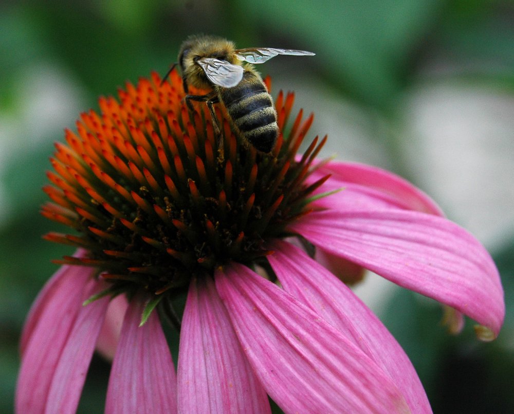 Biene im Garten