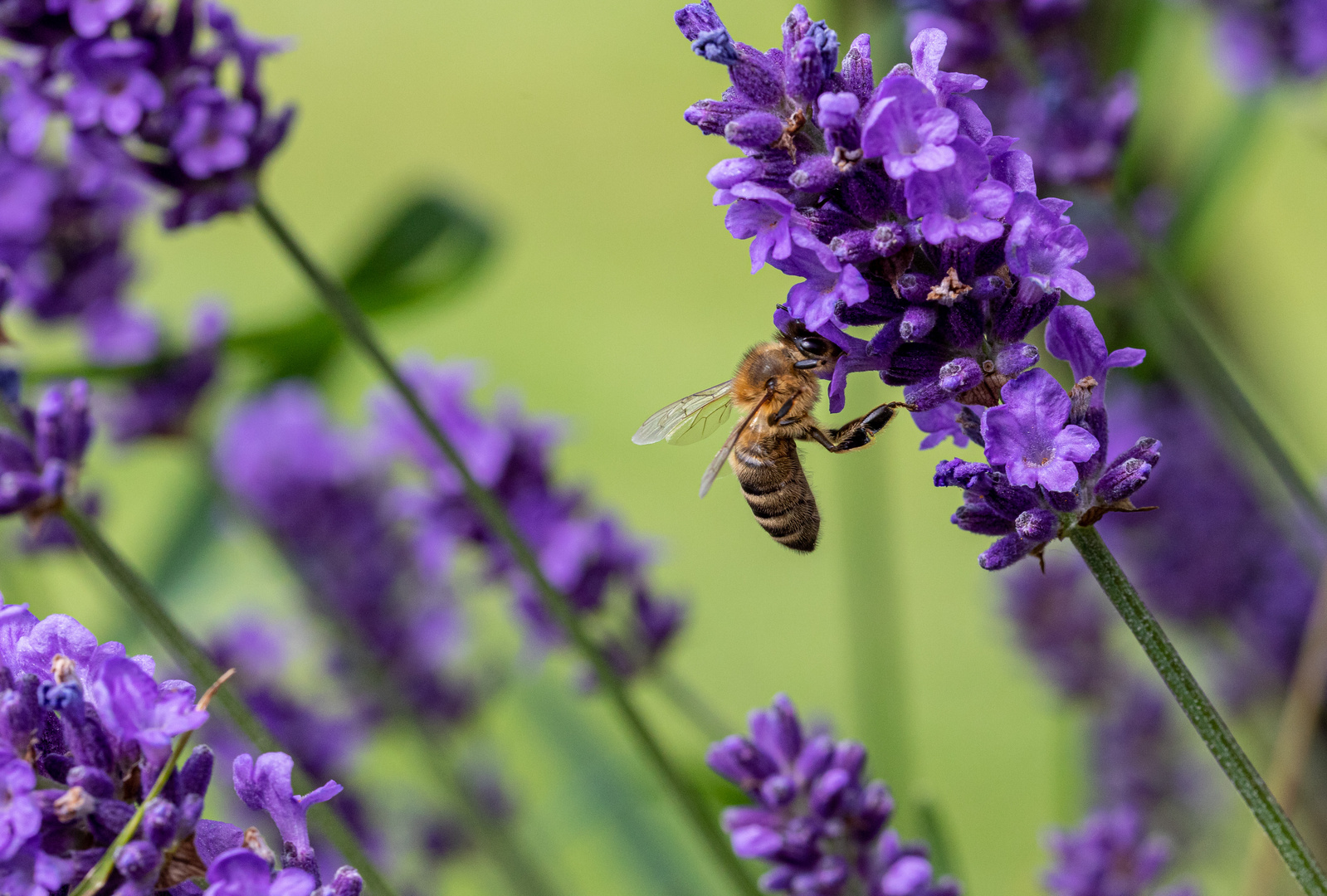 Biene im Garten