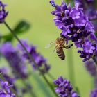 Biene im Garten