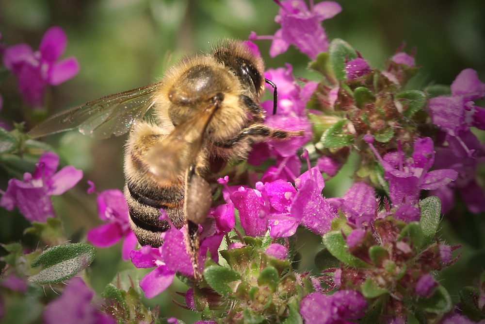 Biene im Garten