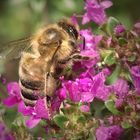 Biene im Garten