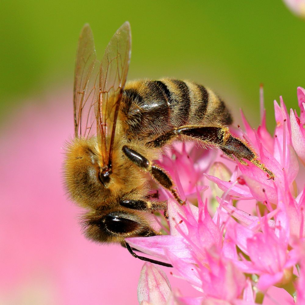 Biene im Garten Foto & Bild tiere, wildlife, insekten