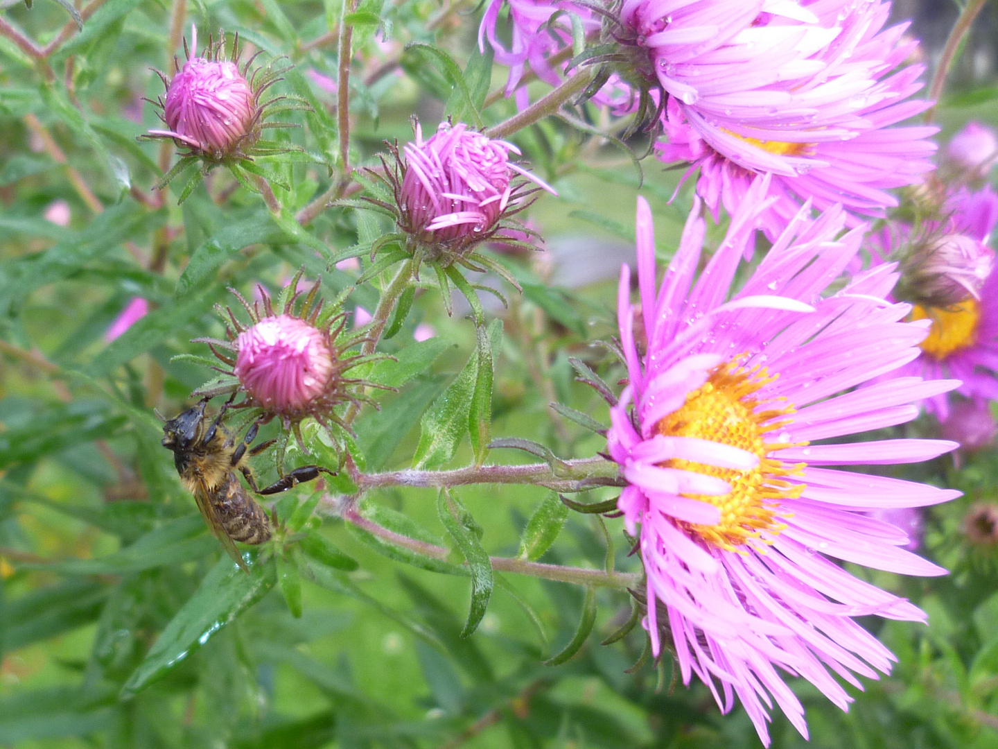 Biene im Garten