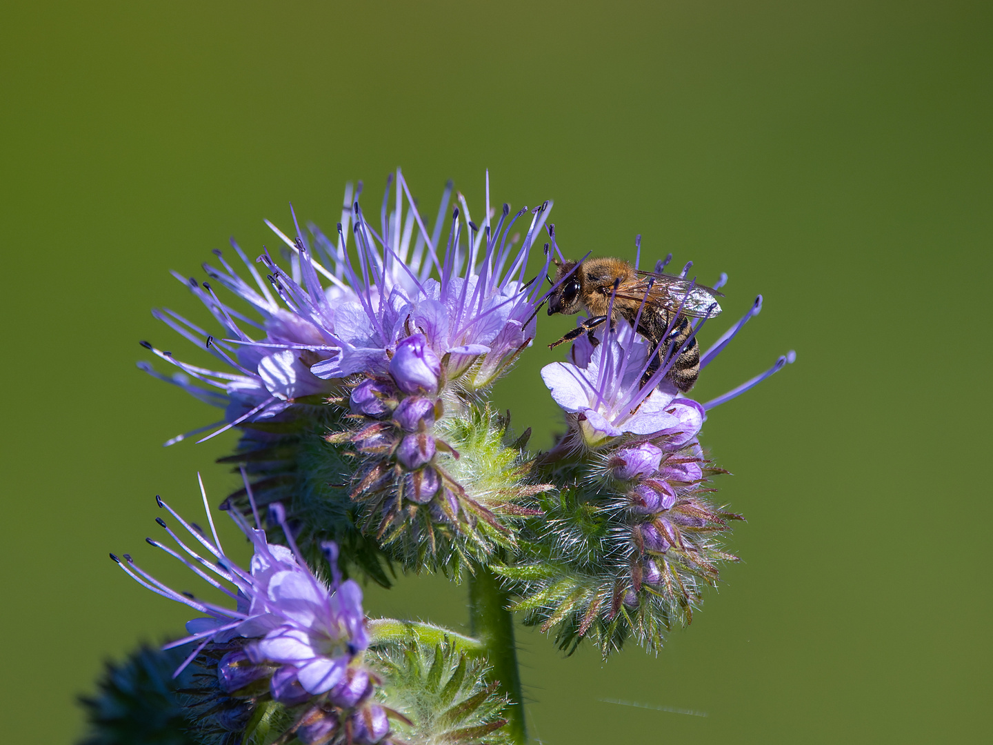 Biene im Garten