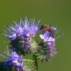 Biene im Garten