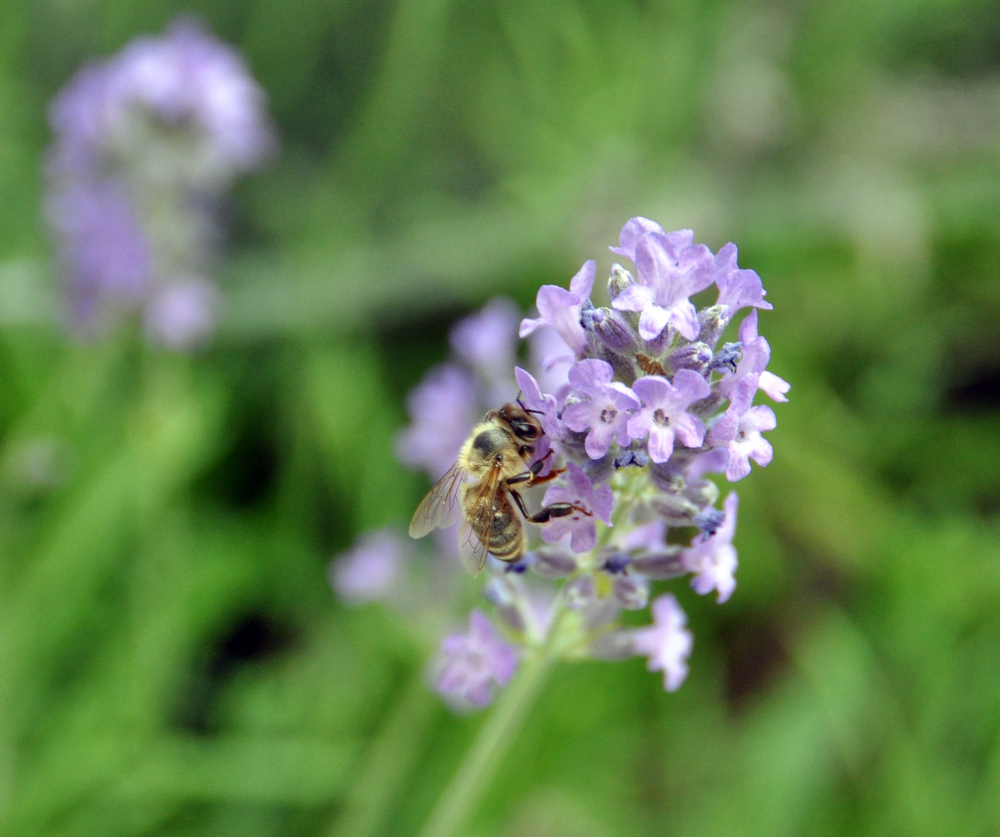 Biene im Garten