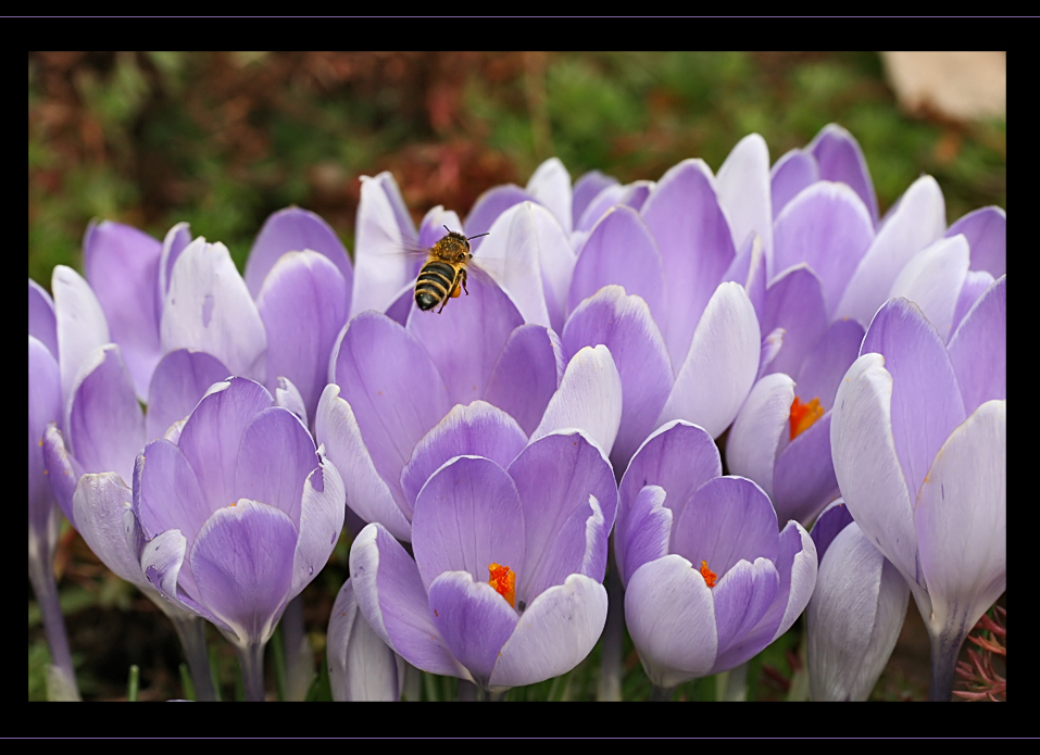 Biene im Garten