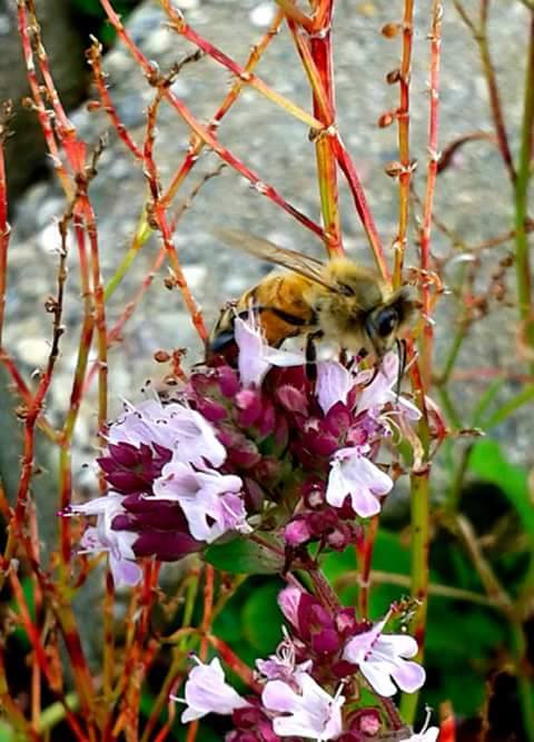 Biene im Garten