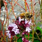 Biene im Garten