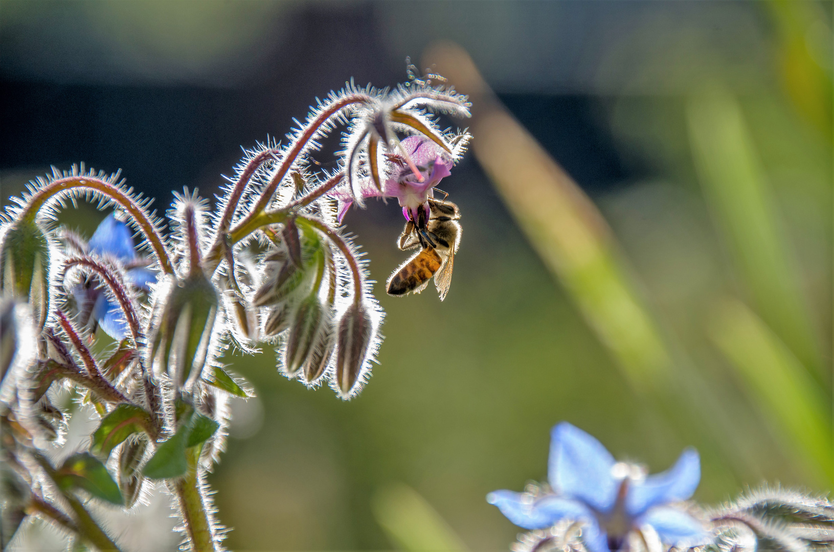 Biene im Garten