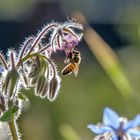 Biene im Garten