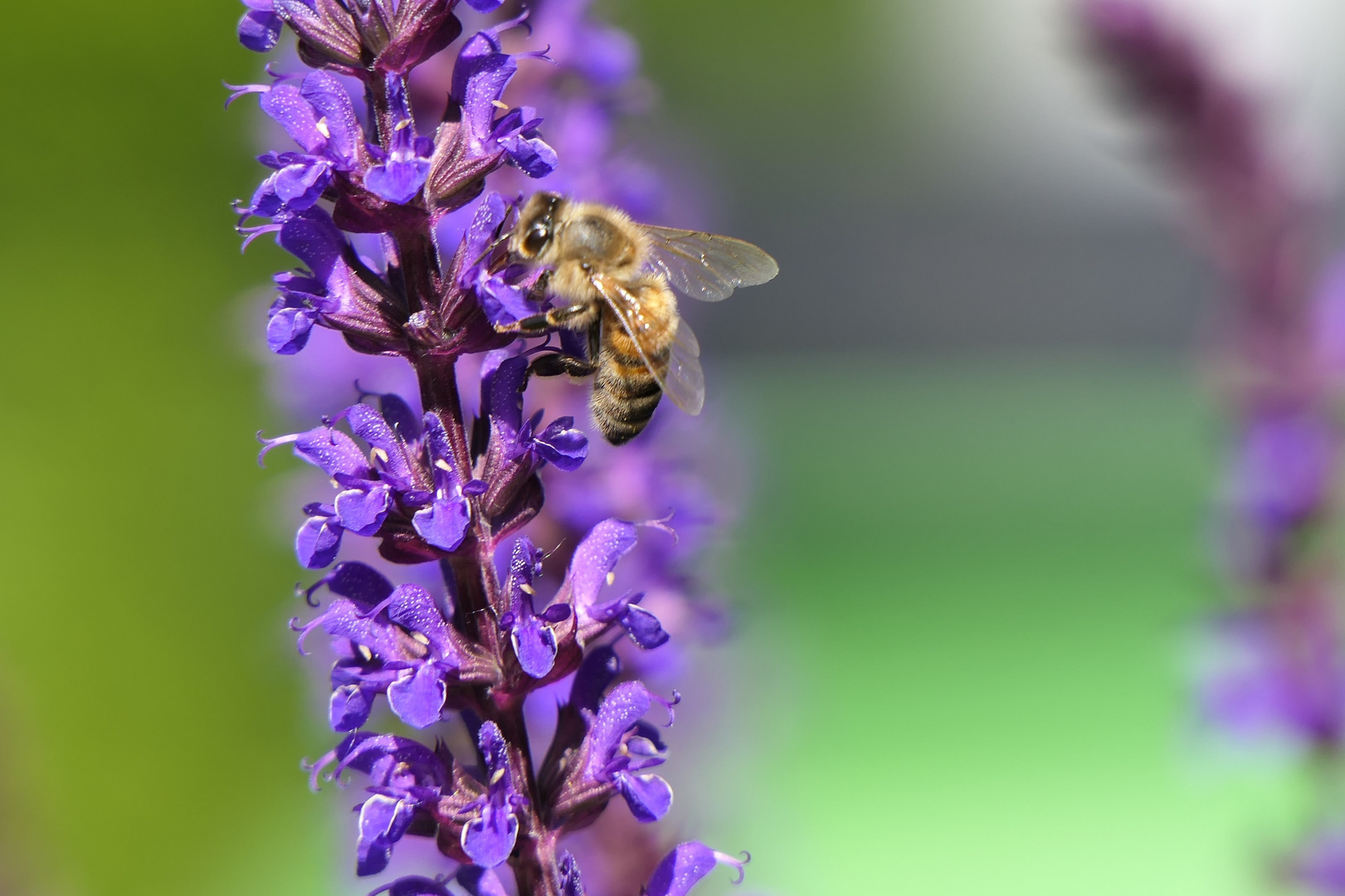 Biene im Garten Foto & Bild landschaft, fotos, himmel Bilder auf