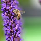 Biene im Garten