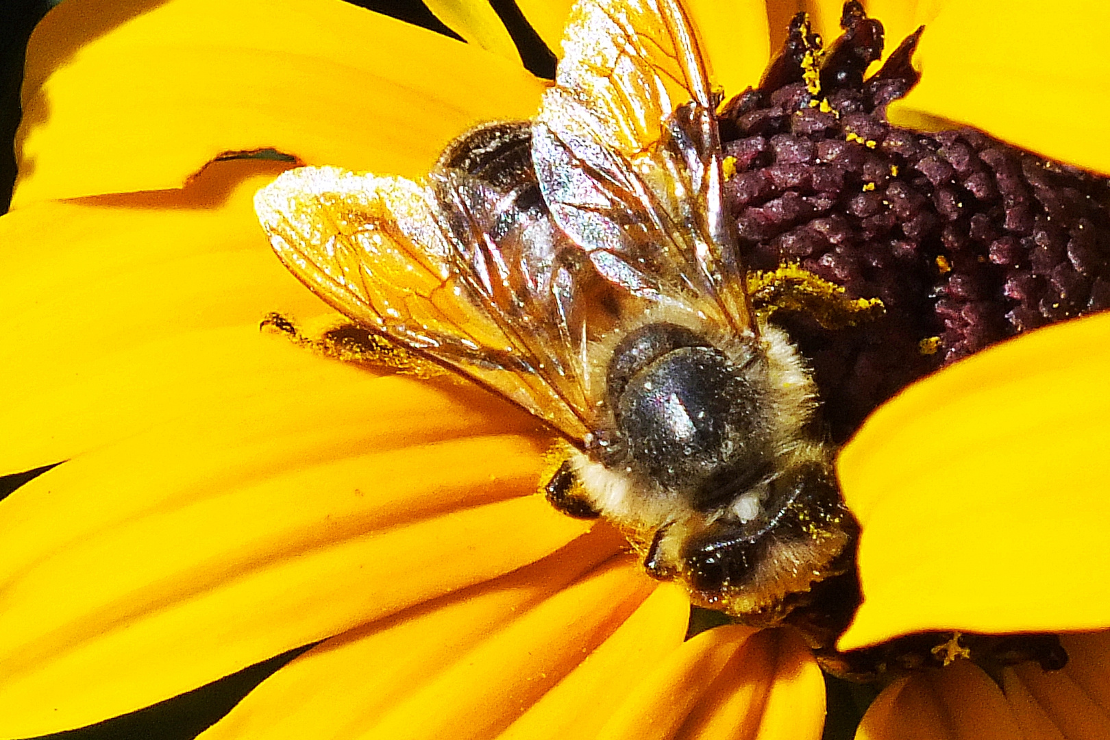 Biene im Garten