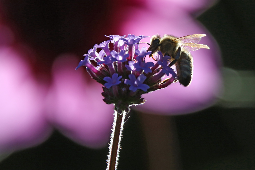 Biene im Gegenlicht