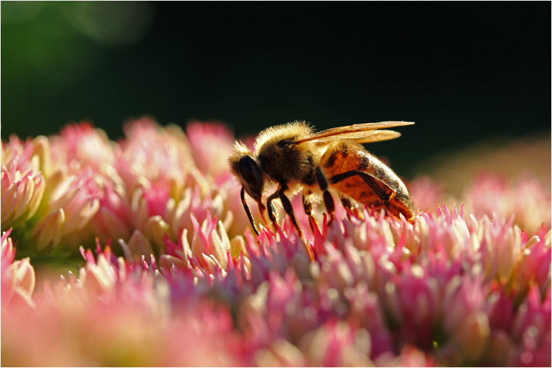 Biene im Gegenlicht