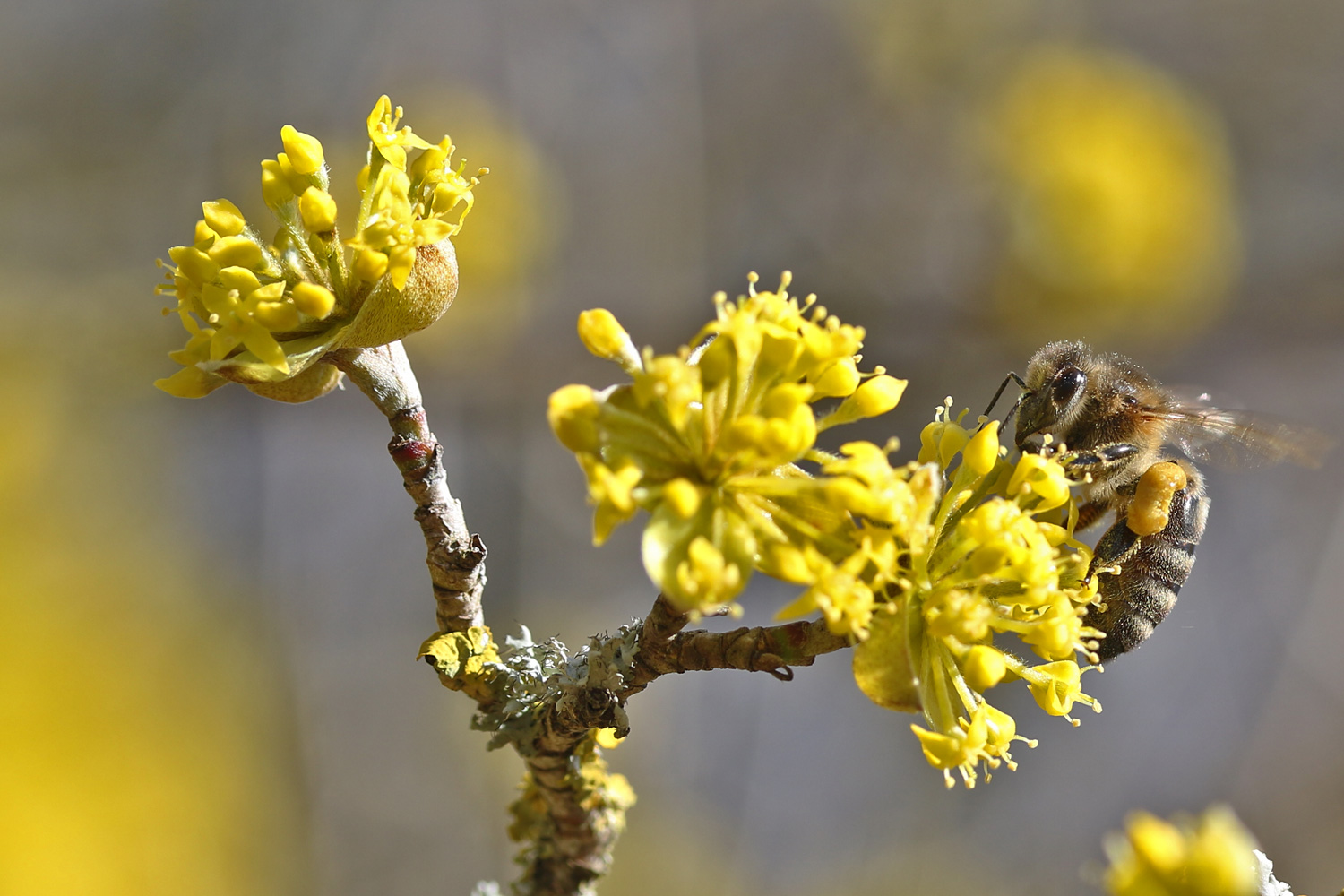 Biene im "Gelb-Rausch"